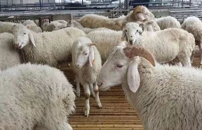 肉羊養(yǎng)殖前景廣闊 市場趨勢(shì)與效益分析