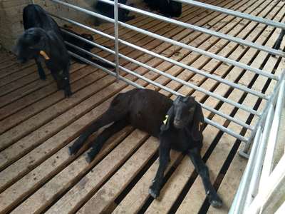 蕪湖努比亞黑山羊 家畜飼養(yǎng)的技術(shù)與實(shí)踐