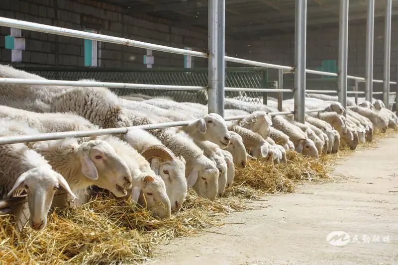 欣海牧業 “牧”歌嘹亮，奏響鄉村振興肉類新篇章