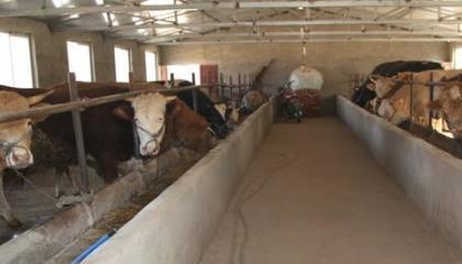 退伍士兵返鄉養牛，撐起村民致富藍天