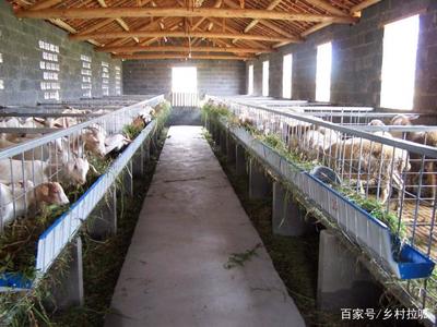 農(nóng)村俗語“家有萬貫，帶毛的不算”的含義與道理解析