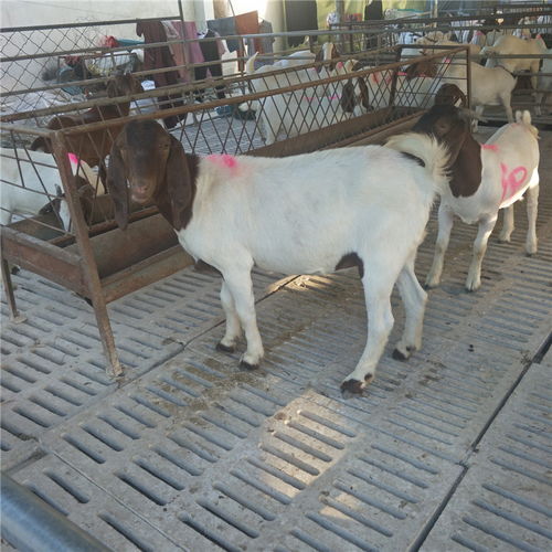農(nóng)作物秸稈養(yǎng)殖波爾山羊技術 快速生長、繁殖高效、品種優(yōu)質、價格實惠、效益顯著