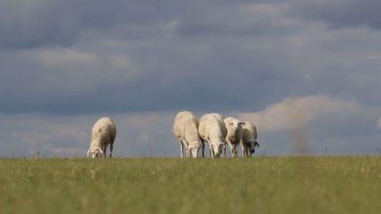 草原上的黨課 內蒙古“聽黨話、感黨恩、跟黨走”宣傳教育走進鄂溫克家畜飼養一線